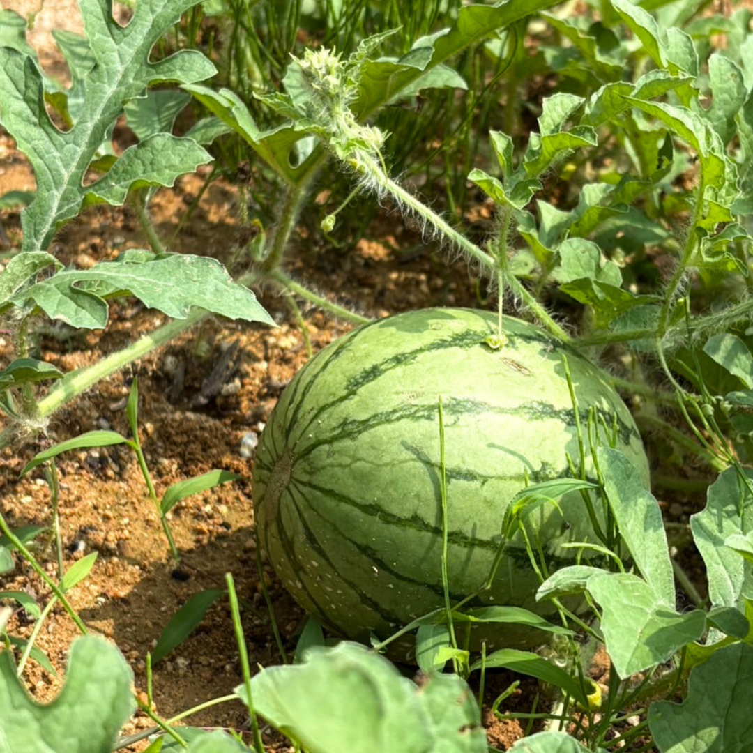 【鯖江エリア】まるで小さな農家のような菜園🥬 画像